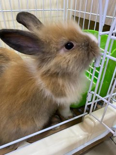 Coffee And Mocha - Lionhead Rabbit