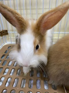 Coffee And Mocha - Lionhead Rabbit