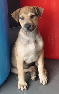 Ger Ger 2mths Girl (Lost) - Mixed Breed Dog