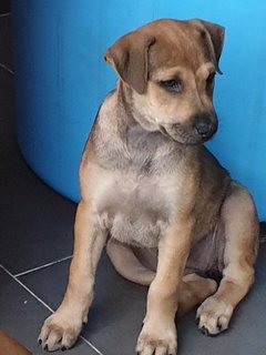 Ger Ger 2mths Girl (Lost) - Mixed Breed Dog