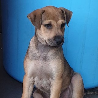 Ger Ger 2mths Girl (Lost) - Mixed Breed Dog