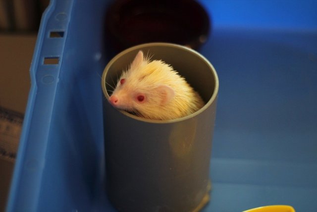 Chubby Boy - Hedgehog Small & Furry