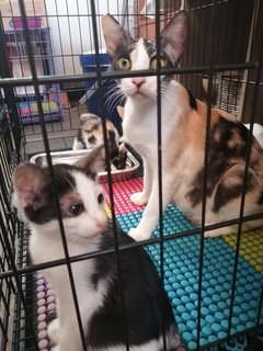 Shira And Her Kittens - Domestic Short Hair Cat