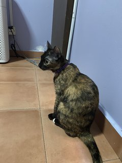 Ninie - Tortoiseshell + Domestic Short Hair Cat