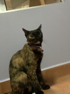 Ninie - Tortoiseshell + Domestic Short Hair Cat