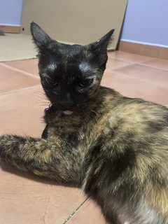 Ninie - Tortoiseshell + Domestic Short Hair Cat