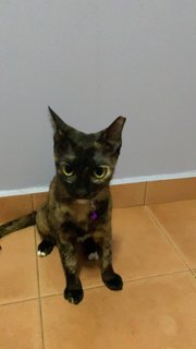 Ninie - Tortoiseshell + Domestic Short Hair Cat