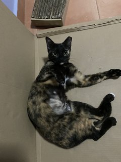 Ninie - Tortoiseshell + Domestic Short Hair Cat