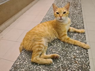 Neutered Abandoned Cat - Domestic Short Hair Cat