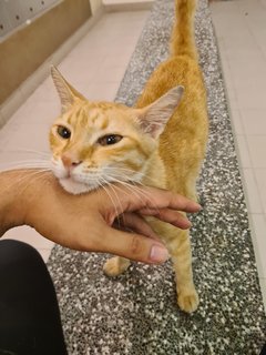 Neutered Abandoned Cat - Domestic Short Hair Cat