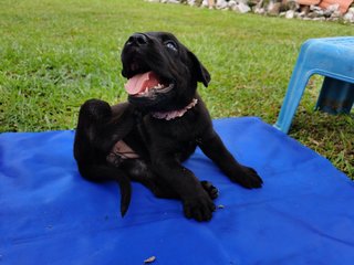 Duke X Duchess Junior - Great Dane + Rhodesian Ridgeback Dog