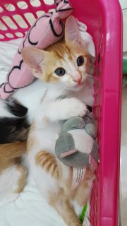 Mama Calico &amp; Kitten  - Domestic Short Hair Cat