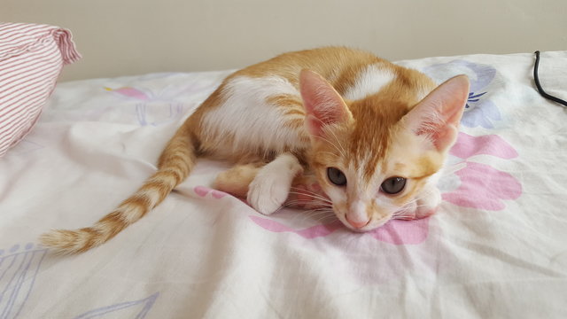 Mama Calico &amp; Kitten  - Domestic Short Hair Cat