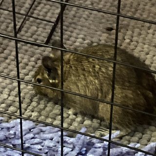 Degu - Degu Small & Furry