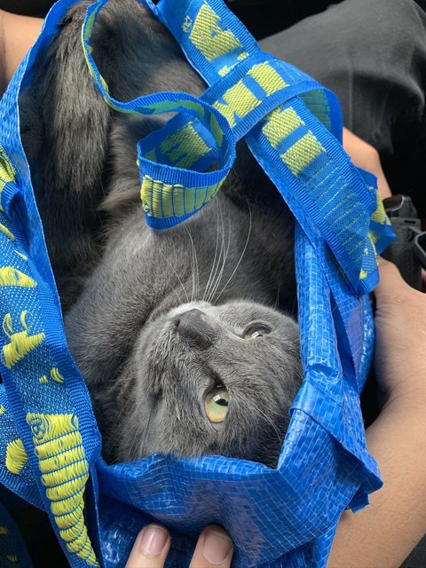 Mario - British Shorthair + Russian Blue Cat