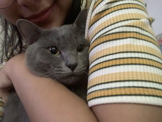 Mario - British Shorthair + Russian Blue Cat