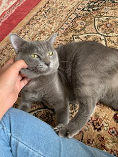 Mario - British Shorthair + Russian Blue Cat