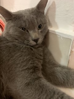 Mario - British Shorthair + Russian Blue Cat