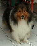 Sire: Mal Ch Newton of with Pet House (import from Korea)