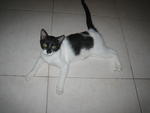 Betty - Domestic Short Hair Cat