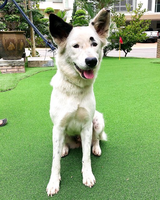 Snowy - Mixed Breed Dog