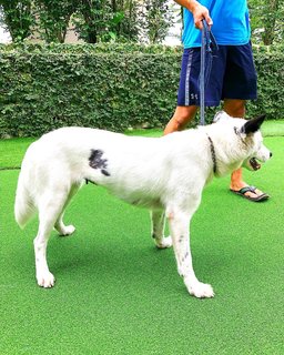 Snowy - Mixed Breed Dog