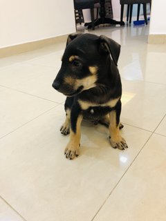 Puppy 25 - Mixed Breed Dog