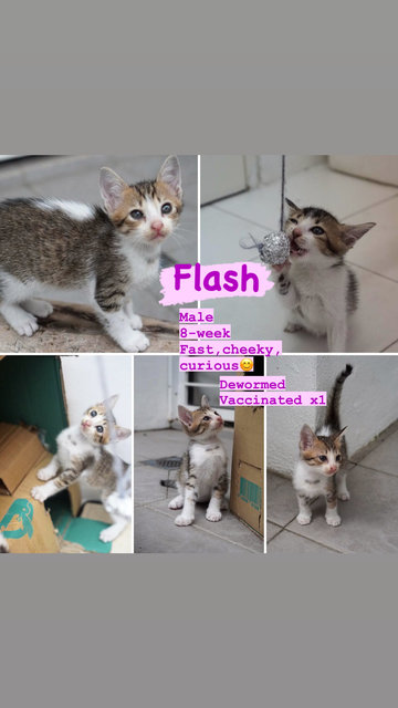 Flash - Domestic Short Hair Cat