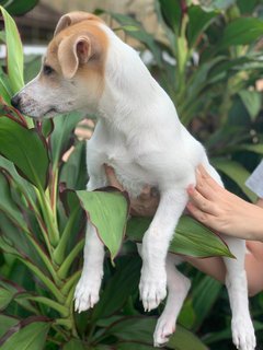 Poppy Girl - Mixed Breed Dog