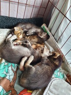 4 Tiny Little Kitties - Domestic Short Hair Cat