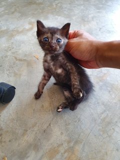 4 Tiny Little Kitties - Domestic Short Hair Cat