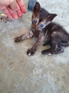 4 Tiny Little Kitties - Domestic Short Hair Cat