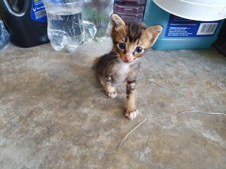 4 Tiny Little Kitties - Domestic Short Hair Cat