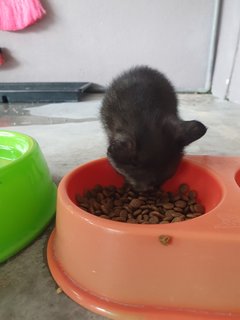 4 Tiny Little Kitties - Domestic Short Hair Cat