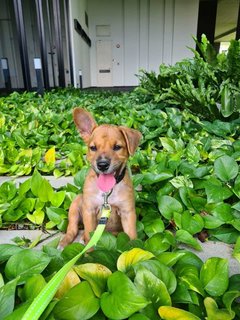 Nabie - Mixed Breed Dog