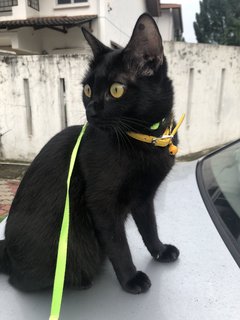 Pablo - Domestic Short Hair Cat