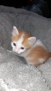 Ninja - Turkish Van + Munchkin Cat