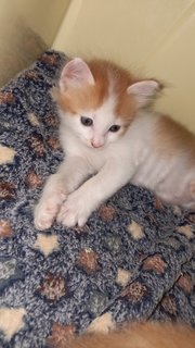 Ninja - Turkish Van + Munchkin Cat