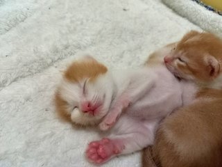 Ninja - Turkish Van + Munchkin Cat