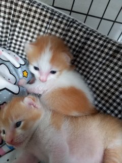 Ninja - Turkish Van + Munchkin Cat