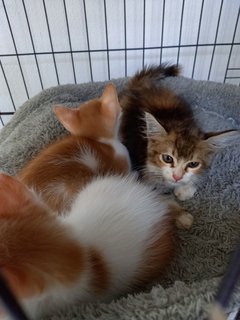 Ninja - Turkish Van + Munchkin Cat