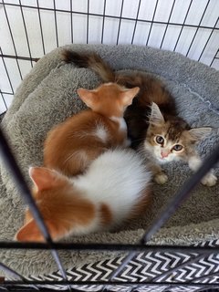 Ninja - Turkish Van + Munchkin Cat