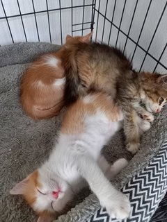 Ninja - Turkish Van + Munchkin Cat