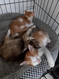 Ninja - Turkish Van + Munchkin Cat