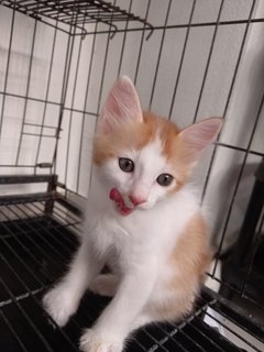 Ninja - Turkish Van + Munchkin Cat