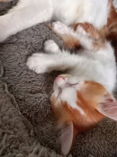 Ninja - Turkish Van + Munchkin Cat