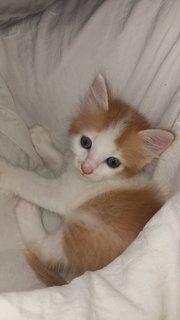 Ninja - Turkish Van + Munchkin Cat