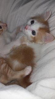 Ninja - Turkish Van + Munchkin Cat