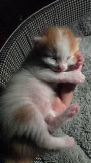 Ninja - Turkish Van + Munchkin Cat