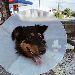 Just got neutered, Living the Cone life but still Happy as ever!